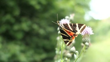 Jersey kaplan güvesi (Euplagia kuadripunctaria) devedikeni çiçeği üzerinde.
