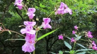 Himalaya balsamı (Impatiens glandulifera) çiçekli yaban arısı.