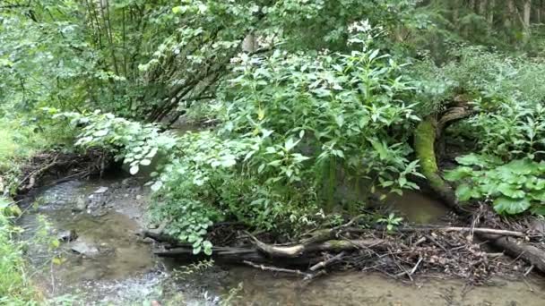 Pommerbach Stream Moselle Valley Germany Small River Flowing Pommerbach Valley — Stock Video