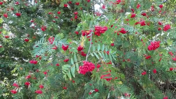 Fructe Roșii Cenușă Munte Sorbus Aucuparia Cunoscut Sub Numele Rowan — Videoclip de stoc