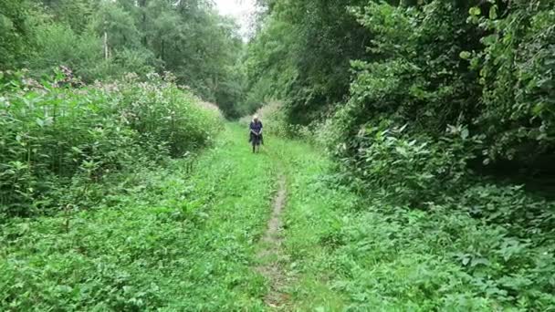 2020年8月14日 与盛开的喜马拉雅山香脂 Impatiens Glandulifera 一起踏上山路的妇女 — 图库视频影像