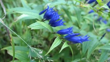 Avustralya Alplerinde çiçek açan mavi söğüt (Gentiana asclepiadea).