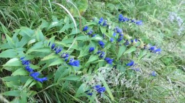 Avustralya Alplerinde çiçek açan mavi söğüt (Gentiana asclepiadea).