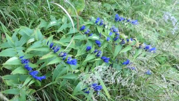 Blå Pilgrimsmussla Gentiana Asclepiadea Blom Vid Austriska Alperna — Stockvideo