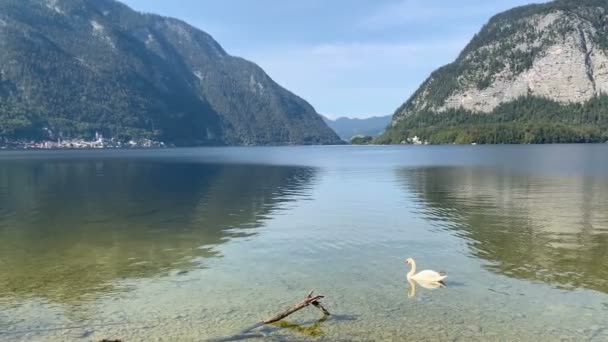 Cisne Lago Hallstatt Áustria Salzkammergut Reflexão Espelho Alpes Giz Lago — Vídeo de Stock