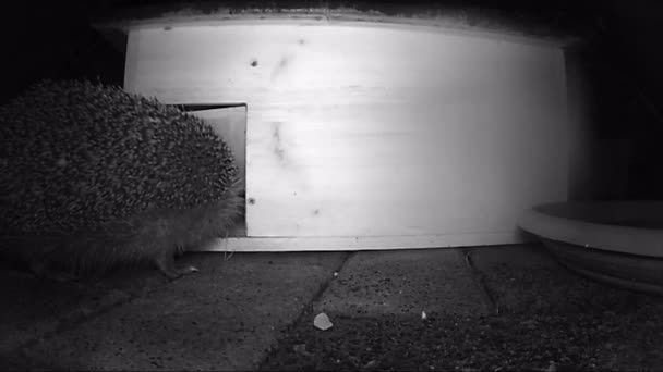 European Hedgehog Erinaceus Europaeus Looking Food Comning Out Food House — Stock Video