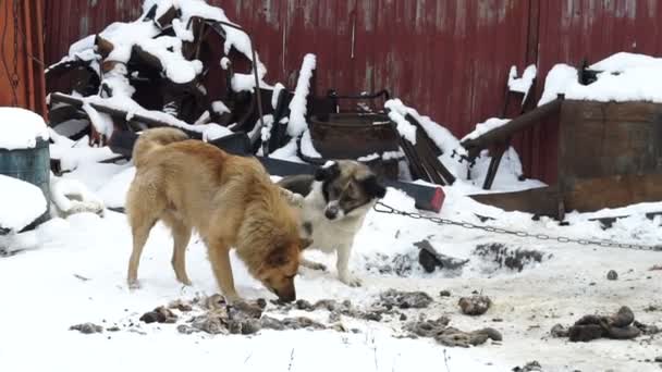 Ulica pies bierze jedzenie od psa domowego, bezpańskich psów, Karma dla psów — Wideo stockowe
