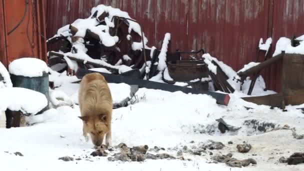 Hund Hittade Knöl Snön Herrelös Hund Lever Gatan Vinter — Stockvideo