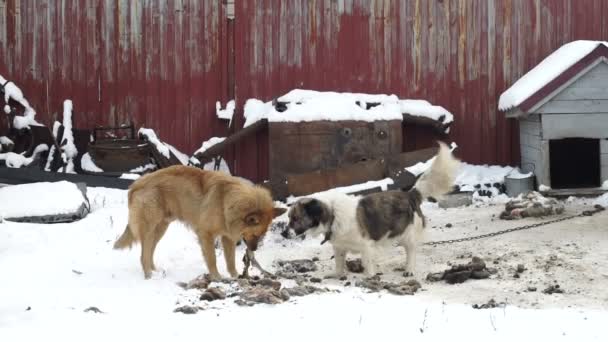 Un cane di strada prende cibo da un cane domestico, cani randagi, cibo per cani — Video Stock