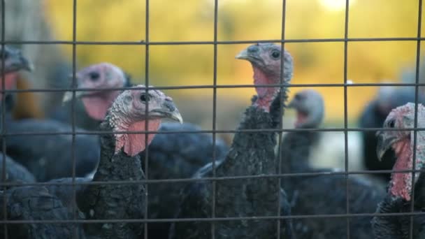 Turkeys in the cage, turkeys look at the frame — Stock Video
