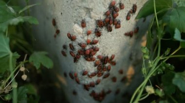 Hata-askerler somut ayağı üzerinde