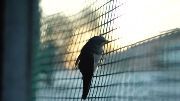 Fågeln försöker flyga till frihet — Stockvideo