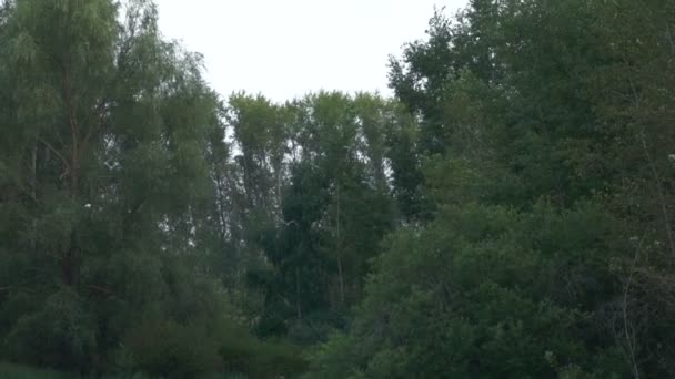 Vogels vliegen over het bos, reigers in de lucht — Stockvideo