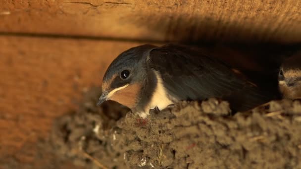 Pintos calmos estão sentados no ninho, os pintos estão prontos para a cama, o titmouse — Vídeo de Stock