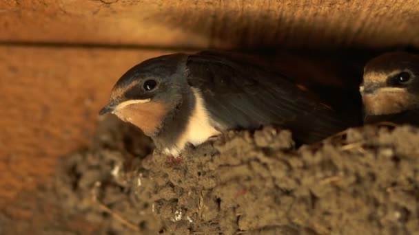 Küken schauen auf den Rahmen, viele erwachsene Küken in einem Nest — Stockvideo