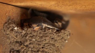 Kuşlar yuvada uykuya, yavrular anneleri için bekle