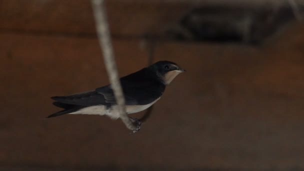 La mésange est assise sur un fil électrique — Video