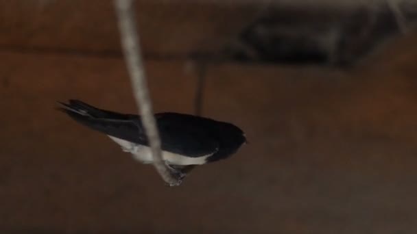Птах гніздиться на своїх пташенят — стокове відео