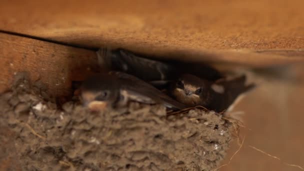 Family Birds Nests Roof — Stock Video