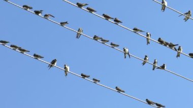 Elektrik telleri üzerinde oturan kuşlar