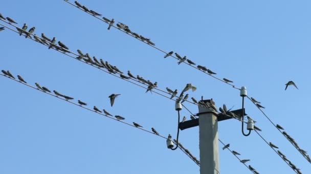Птицы сидят на проводах и улетают, Slow Motion — стоковое видео