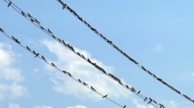 Kuşlar teller üzerinde oturmak ve uzaklara uç