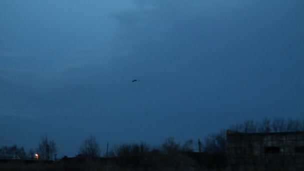 Птица летит в ночном небе, птица летит над заброшенными зданиями — стоковое видео
