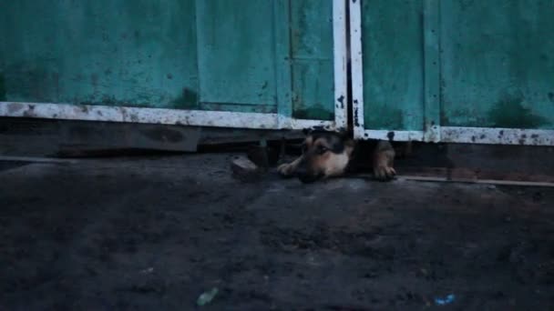 Skällande hund krupit under staketet — Stockvideo