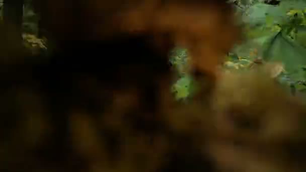 Adam ormanda yürür — Stok video