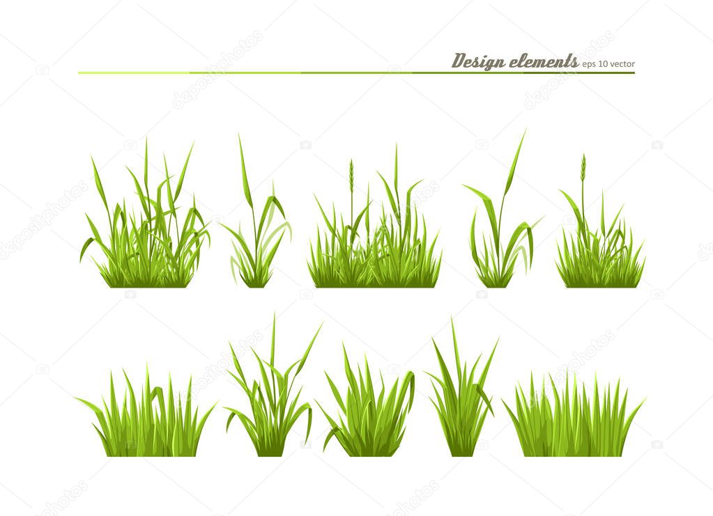 Set of elements for design - meadow green grass. A vector.