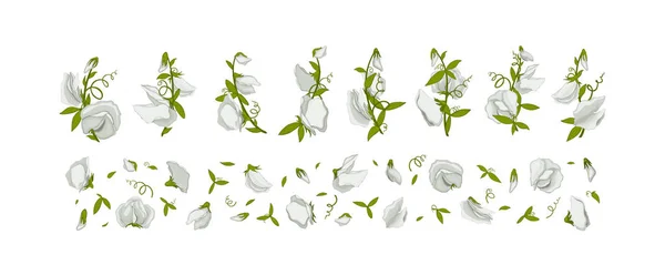 Flor Para Diseño Verano Blanco Dulce Guisante Ilustración Vectorial Dibujada — Vector de stock