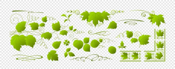 Beautiful leaves and branches. — Stock Vector