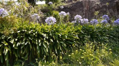 Çiçek açan çiçekler, Ile de Brehat. Çiçek Adası'nda Bretagne Fransa