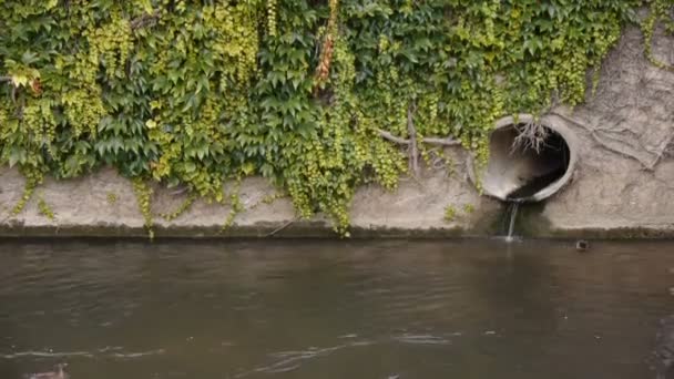 Canal Avec Canards Pipe Pont Eveque France — Video