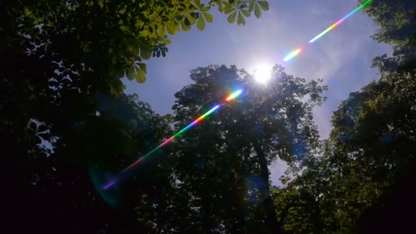 Éclat Lentille Solaire Dans Forêt — Video