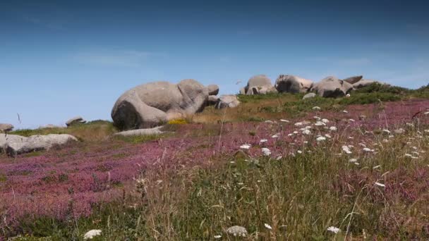 红色花岗岩岩石在 Ploumanach 法国布列塔尼的粉红色海岸线 — 图库视频影像