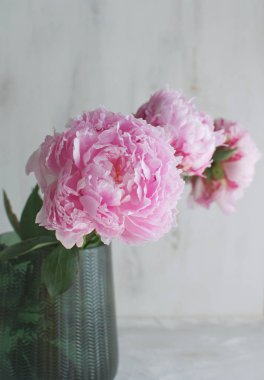 Peonies beyaz beyaz çiçekler vazo arka plan düğün tema kopya alanı