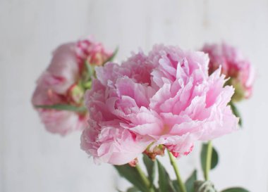 Peonies beyaz beyaz çiçekler vazo arka plan düğün 