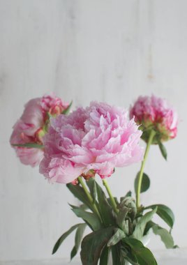 Peonies beyaz beyaz çiçekler vazo arka plan düğün 
