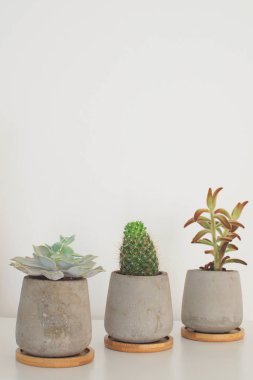 Arka plan kopya alanı İskandinav tarzı etli bitkiler ve beton tencere Modern trendy oda dekorasyon konsepti beyaz kaktüs
