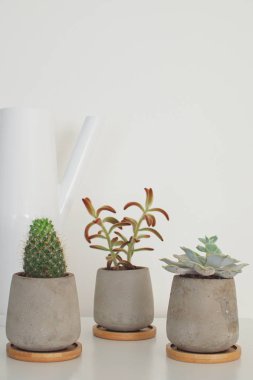 Arka plan kopya alanı İskandinav tarzı etli bitkiler ve beton tencere Modern trendy oda dekorasyon konsepti beyaz kaktüs