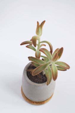 Beton tencerede Modern trendy oda dekorasyon konsepti beyaz arka plan kopya alanı İskandinav tarzı etli bitki