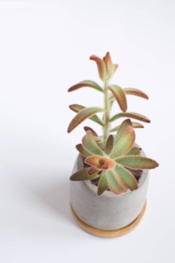 Beton tencerede Modern trendy oda dekorasyon konsepti beyaz arka plan kopya alanı İskandinav tarzı etli bitki