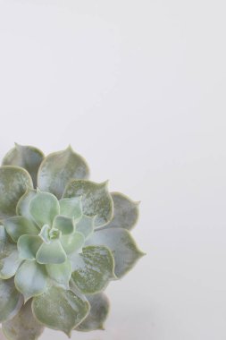 Beton tencerede Modern trendy oda dekorasyon konsepti beyaz arka plan kopya alanı üstten görünüm İskandinav tarzı Echeveria etli bitki