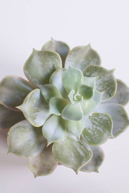 Beton tencerede Modern trendy oda dekorasyon konsepti beyaz arka plan kopya alanı üstten görünüm İskandinav tarzı Echeveria etli bitki