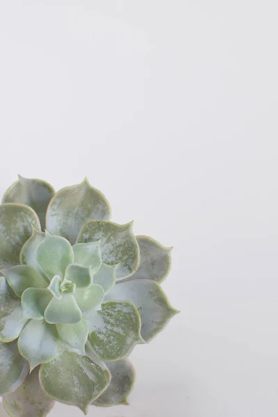 Succulente Installatie Concrete Pot Moderne Trendy Kamer Decoratie Concept Witte — Stockfoto