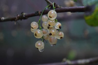 Seçici odak hasat çilek kavramı sağlıklı beslenme yaz sonbahar sonbahar kopya alanı kadar olgun beyaz üzümü şube Closr