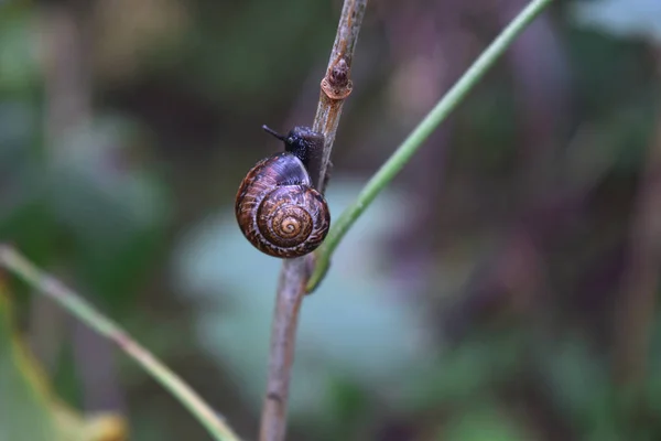 Snail Crawling Branch Selective Focus Challenge Concept Goal Achievement Effort — Stock Photo, Image