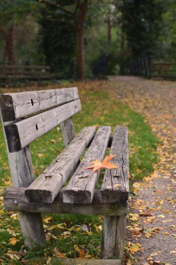 Yalnızlık kavramı sonbahar sonbahar tezgah akçaağaç yaprağı kopya alanı yalnızlık depresyon yeni başlatmak erteleme