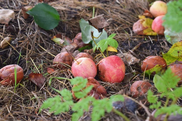 Rotten fallen apples Decay Food waste concept Fall Autumn Compost Decomposing biodegradable